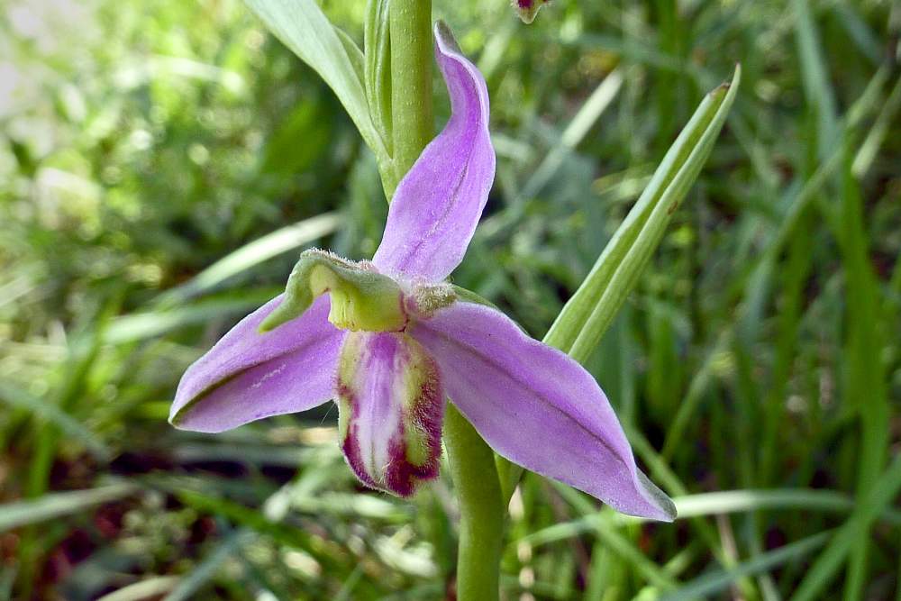 Ophrys apifera v. tilaventin